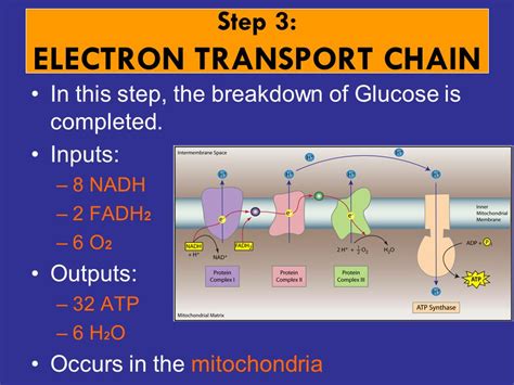 electron transport chain input and output|electron transport chain simplified.